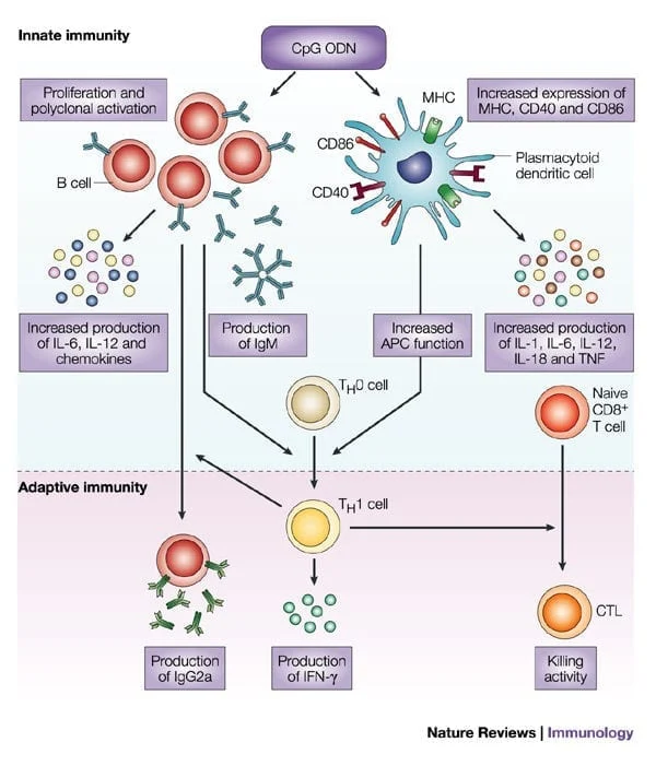 Fig 3 from Immunotherapeutic uses of CpG oligodeoxynucleotides. Klinman DM. Nat Rev Immunol. 2004 Apr;4(4):249-58.