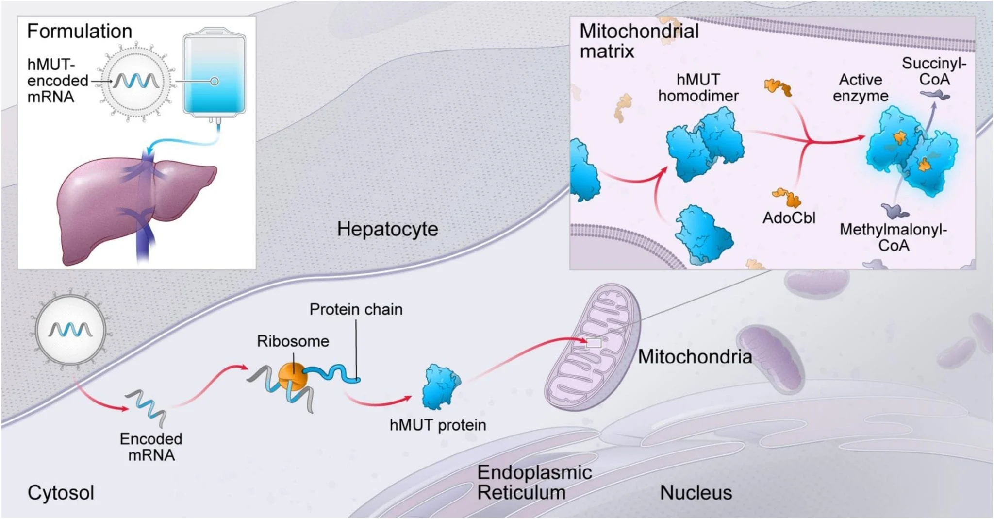 Treatment for Methylmalonic Acidemia