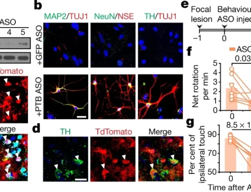 Reversing a Model of Parkinson’s Disease With in Situ Converted Nigral Neurons