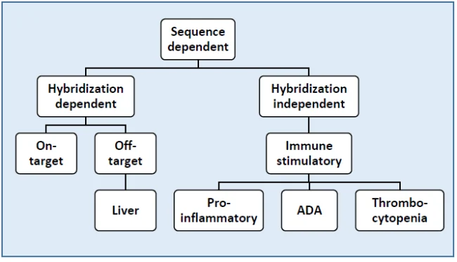 Safety of Therapeutic Oligonucleotides