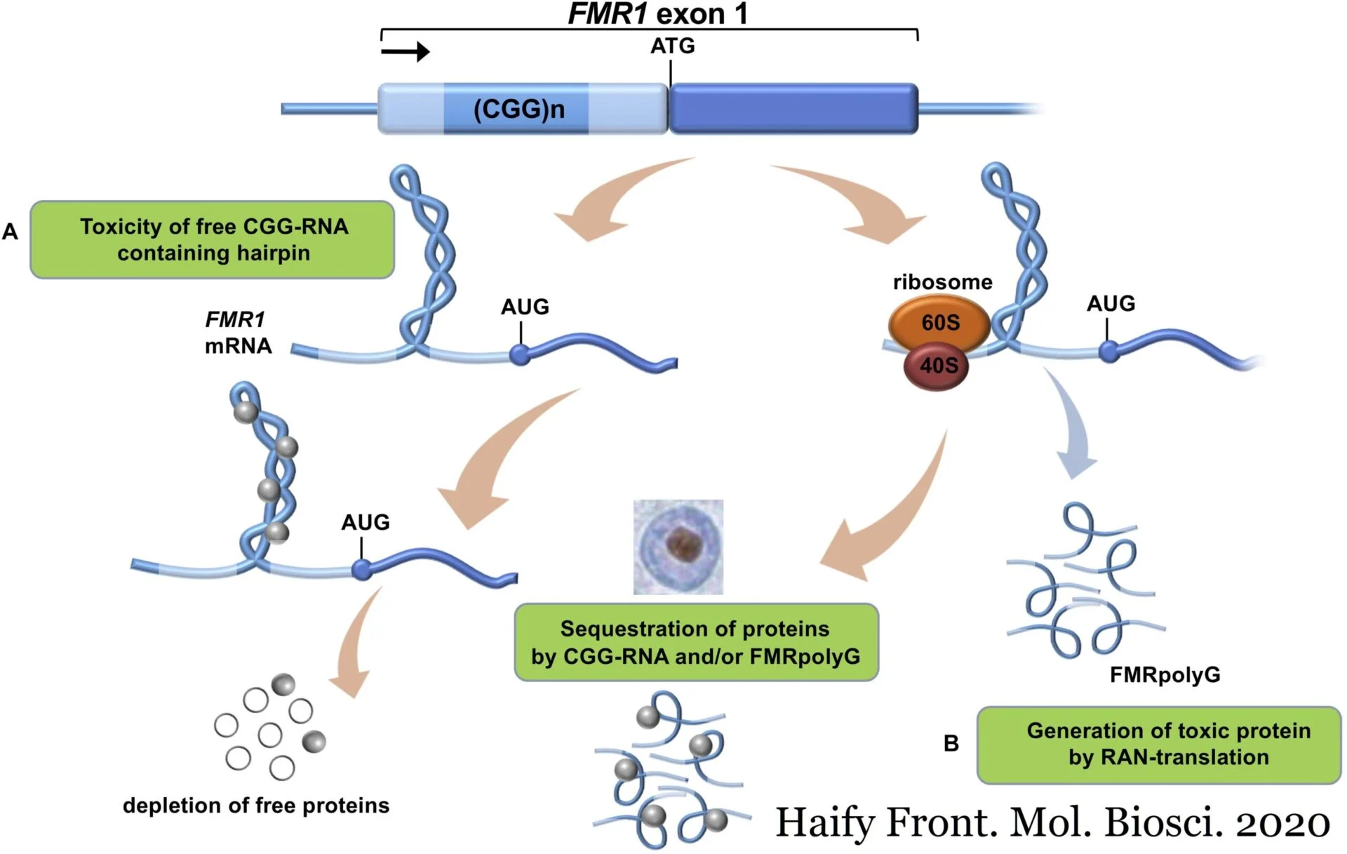 Oligonucleotide Therapy for a Rare Genetic Disease