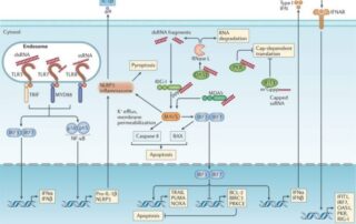 test for immune activation