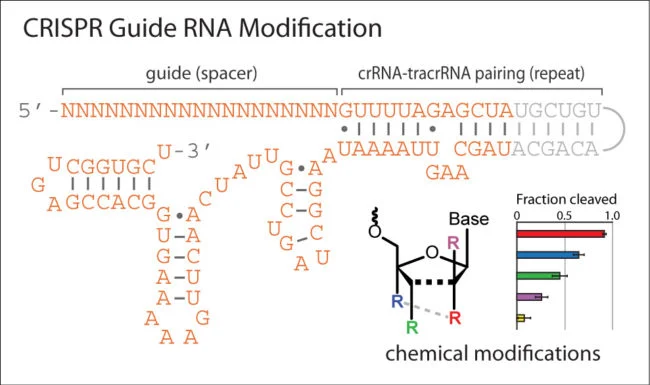KGagnon-summary-figure-650×385 Chemical Modifications to CRISPR RNA