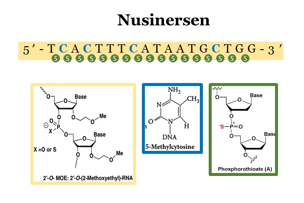 Oligonucleotide Therapy for a Rare Genetic Disease