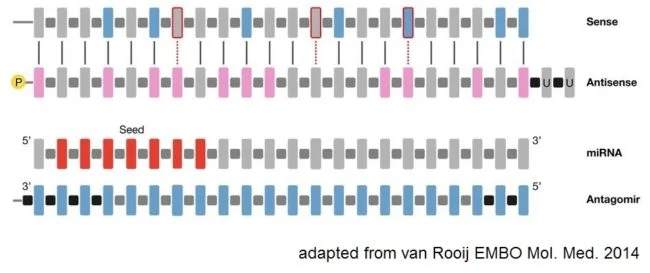 Design of microRNA therapeutics
