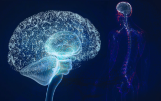 Oligonucleotides Safely Cross the Blood-Brain Barrier to Knock Down Gene Expression