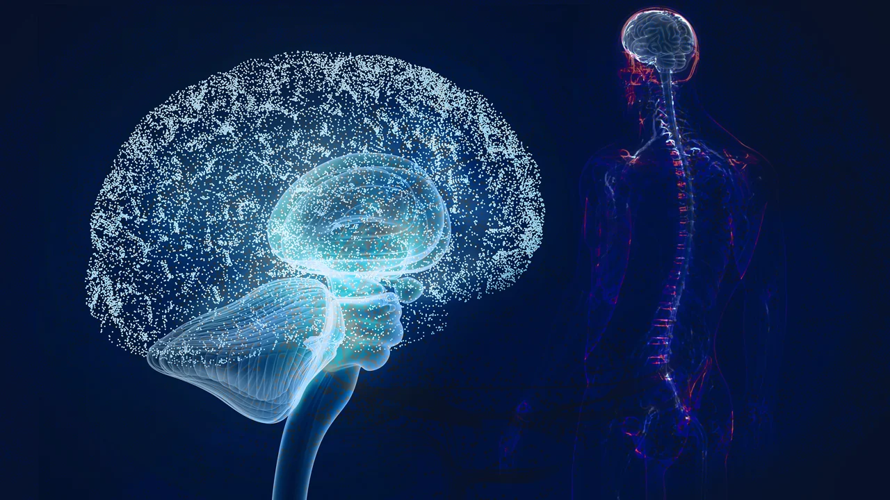 Oligonucleotides Safely Cross the Blood-Brain Barrier to Knock Down Gene Expression