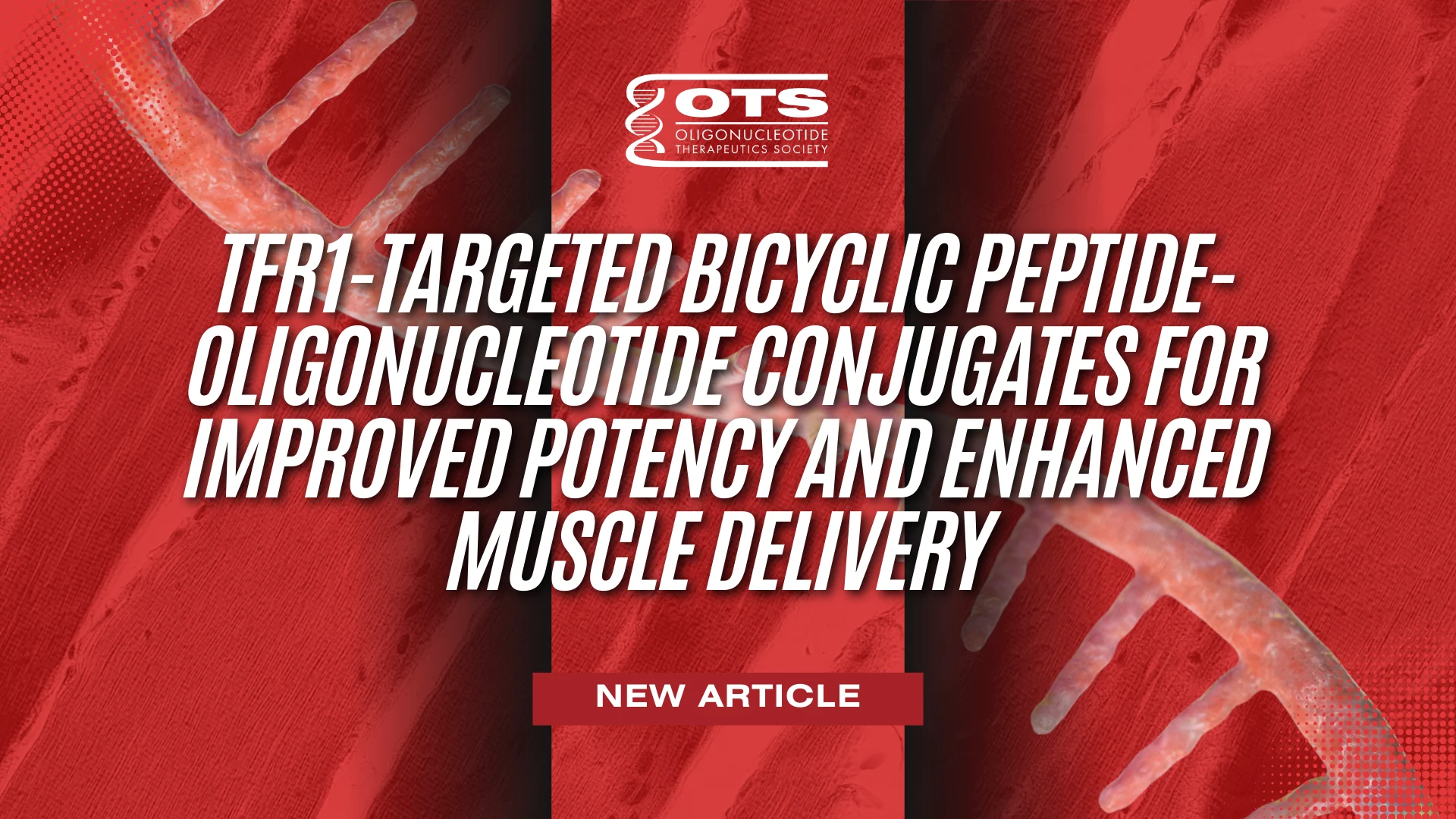 TfR1-Targeted Bicyclic Peptide-Oligonucleotide Conjugates for Improved Potency and Enhanced Muscle Delivery